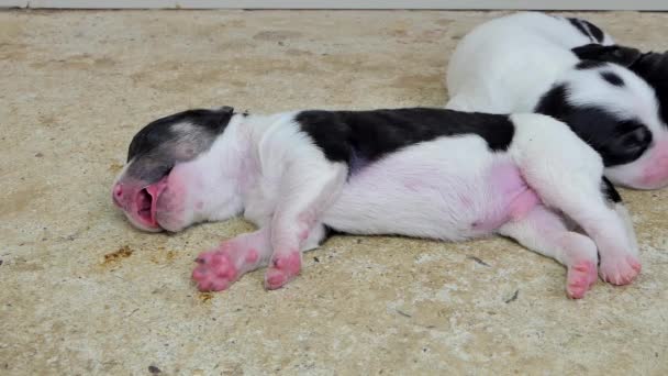 Blanco Doméstico Cachorros Perro Durmiendo Después Beber Leche Mama Madre — Vídeos de Stock