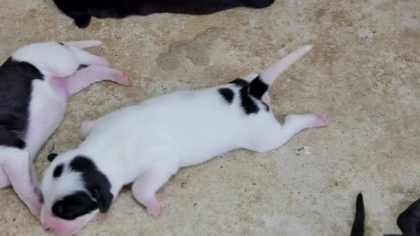 Blanco Doméstico Cachorros Perro Durmiendo Suelo Después Beber Leche Mama — Vídeos de Stock