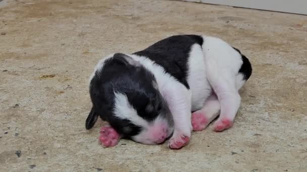 乳がんの母親から牛乳を飲む後地面に寝ている白国内子犬犬 — ストック動画