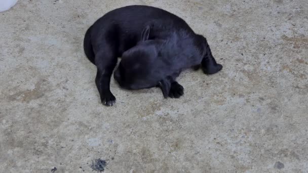 Chiots domestiques noirs chien dormant après avoir bu du lait de la mère du sein .