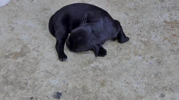 Chiots Domestiques Noirs Chien Dormant Après Avoir Lait Mère Sein — Video