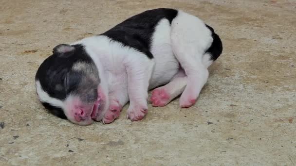白色家养小狗睡后 喝牛奶从乳房母亲 — 图库视频影像