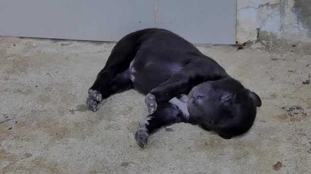 Negro Doméstico Cachorros Perro Durmiendo Después Beber Leche Mama Madre — Vídeos de Stock