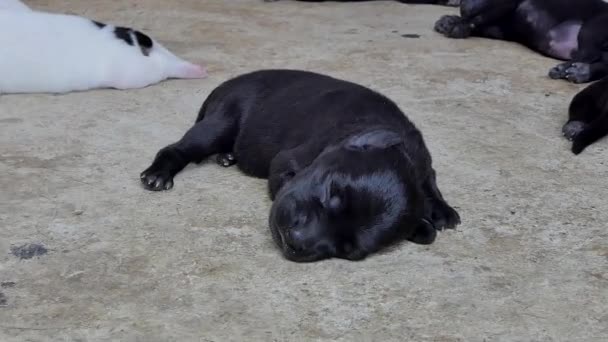 乳がんの母親から牛乳を飲む後地面に寝ている黒い子犬犬のズームします — ストック動画