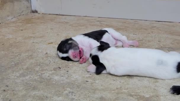 Zoom White Domestic Puppies Dog Sleeping Drink Milk Breast Mother — Stock Video