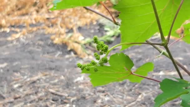 ブドウの花 開花後 ヶ月最後の収穫を始めた ドーリー ショット — ストック動画