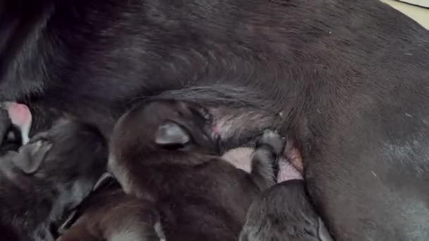 从乳房母亲那里喝牛奶的黑狗狗 — 图库视频影像