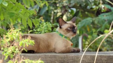 Tay yerli kedi çit, hayvan arka plan.