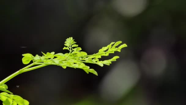 芽を出しまま 葉の黒い背景に春 自然の背景 — ストック動画