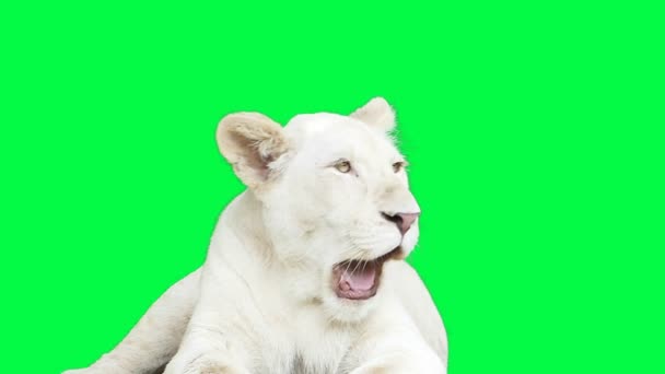 White Lion Yawning Green Screen Chroma Key — Stock Video