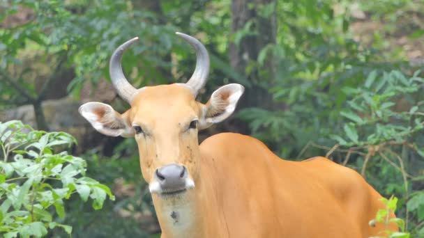 局所熱帯雨林 東南アジアに生息する野生動物の種の女性のバンテン牛 Bos — ストック動画