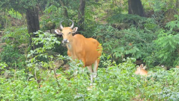 局所熱帯雨林 東南アジアに生息する野生動物の種の女性のバンテン牛 Bos — ストック動画