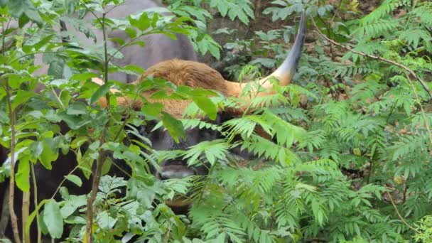 Gaur Bisonte Macho Floresta Tropical Tópica — Vídeo de Stock