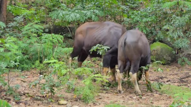 Gaur (bison) mâle se battant pour la zone délicate dans la forêt tropicale .