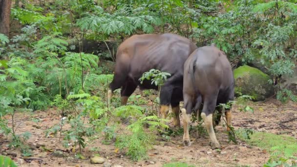 Gaur Bisonte Luta Masculina Para Área Complicada Floresta Tropical Tópica — Vídeo de Stock