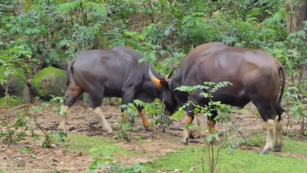 Gauro Bisonte Macho Luchando Por Zona Difícil Selva Tropical — Vídeos de Stock