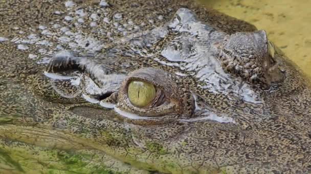 Oči Krokodýla Mořského Crocodilus Porosus Přírodě Napůl Ponořená Vodě — Stock video