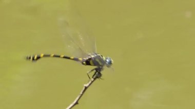 Uçan ortak Clubtail yusufçuk (Gomphus vulgatissimus) ve levrek şube, tropikal yağmur ormanlarında creek arka planlar.