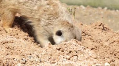 İnce uçlu Meerkat kum kazma.