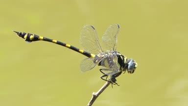 Ortak Clubtail ve kırmızı yusufçuk uçan ve levrek şube, tropikal yağmur ormanlarında creek arka planlar.