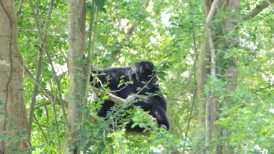 Siamang Gibbon topikal yağmur ormanlarında ağaç üzerinde.