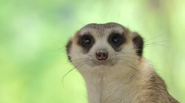 Koruma içgüdüsü, seyir ince uçlu çöl faresi (Suricata suricatta), toplamda görünümlü görüntülenir.