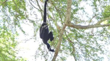 Beyaz yanaklı Gibbon topikal yağmur ormanlarında ağaç üzerinde.