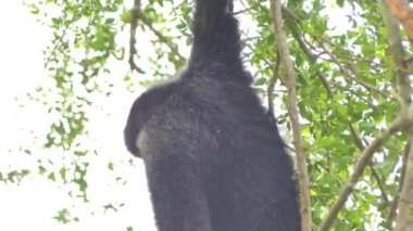 Beyaz yanaklı Gibbon topikal yağmur ormanlarında ağaç üzerinde.