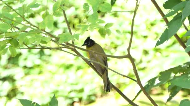 Bulbul Cresta Negra Pycnonotus Flaviventris Rama Selva Tropical — Vídeos de Stock