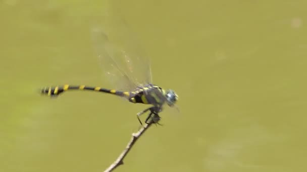 Společná Clubtail Dragonfly Klínatka Obecná Létání Okouna Větvi Creek Pozadí — Stock video