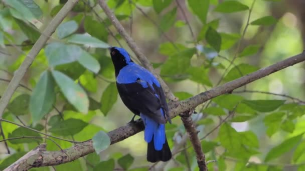 Oiseau Bleu Fée Asiatique Irena Puella Latham Sur Une Branche — Video