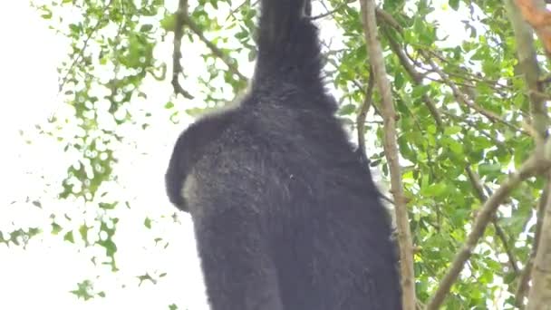 Gibbon Joues Blanches Sur Arbre Dans Forêt Tropicale — Video