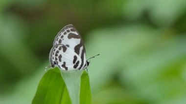 Tropikal yağmur ormanlarında yeşil yaprak üzerinde düz Pierrot kelebeği (Caleta roxus).