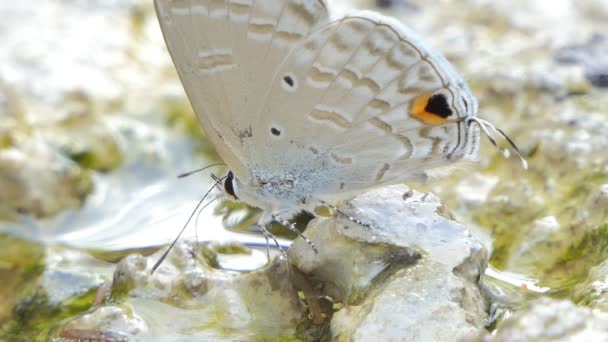 Ciliate Papillon Bleu Anthene Emolus Mangeant Des Minéraux Dans Les — Video