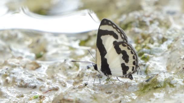 Mariposa Pierrot Recta Caleta Roxus Comiendo Mineral Selva Tropical — Vídeo de stock