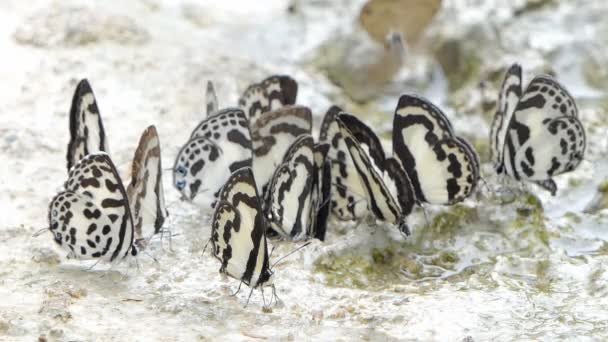 Rechte Pierrot Vlinder Caleta Roxus Die Mineraal Eet Tropisch Regenwoud — Stockvideo