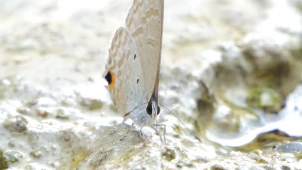 Ciliaat Blauwe Vlinder Anthene Emolus Eten Mineraal Tropisch Regenwoud — Stockvideo