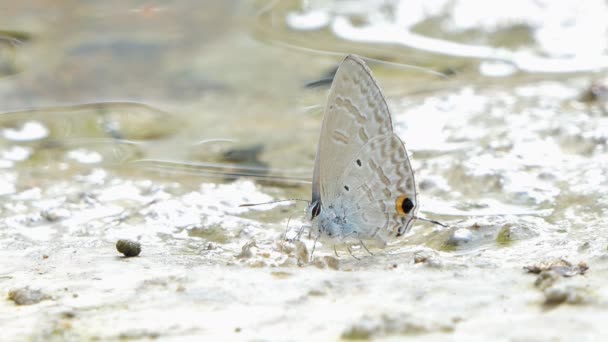 Ciliate Farfalla Blu Anthene Emolus Mangiare Minerale Nella Foresta Pluviale — Video Stock