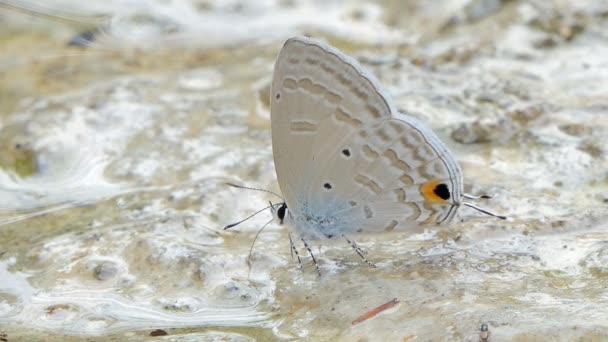 Blauer Schmetterling Anthene Emolus Frisst Mineral Tropischen Regenwald — Stockvideo