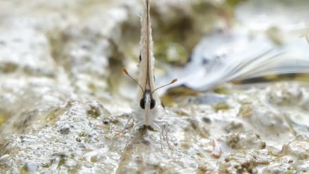 Tropikal Yağmur Ormanlarında Mineral Yiyen Mavi Kelebek Anthene Emolus — Stok video