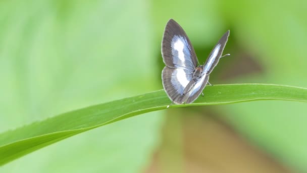 Prosty Motyl Pierrot Caleta Roxus Zielonym Liściu Tropikalnym Lesie Deszczowym — Wideo stockowe