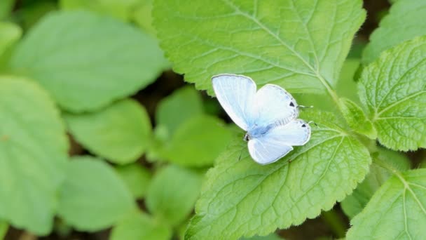 Blauer Schmetterling Anthene Emolus Auf Grünem Blatt Tropischen Regenwald — Stockvideo
