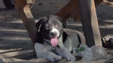 Evcil köpek yavrusu yerde..