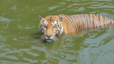 Bengal kaplanı (Panthera tigris tigris) yavaş çekim gölette yüzüyordu..