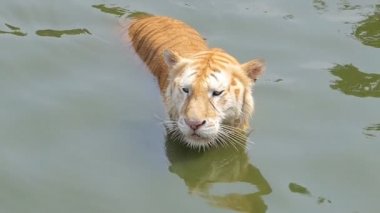 Bengal kaplanı (Panthera tigris tigris) yavaş çekim gölette yüzüyordu..