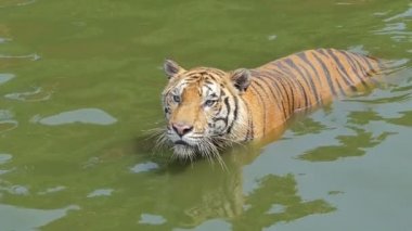 Bengal kaplanı (Panthera tigris tigris) yavaş çekim gölette yüzüyordu..