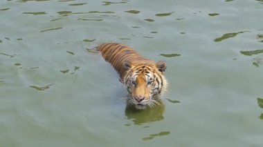 Bengal kaplanı (Panthera tigris tigris) yavaş çekim gölette yüzüyordu..