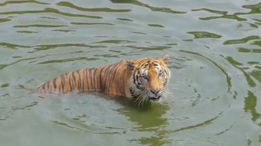 Bengal kaplanı (Panthera tigris tigris) yavaş çekim gölette yüzüyordu..