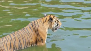 Bengal kaplanı (Panthera tigris tigris) yavaş çekim gölette yüzüyordu..