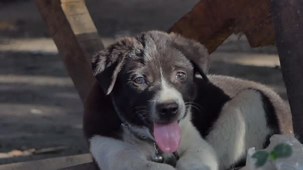 床の上の国内子犬犬 — ストック動画